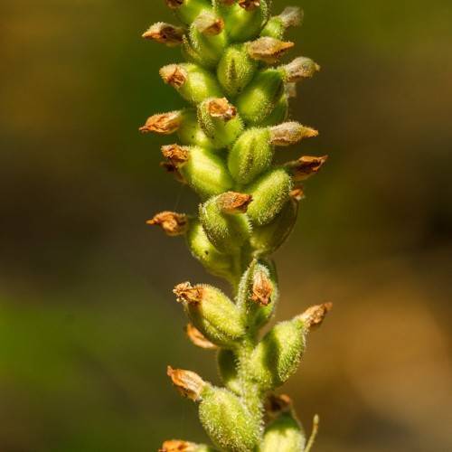 green, hairy buds along green stem arranged in the spike-like form