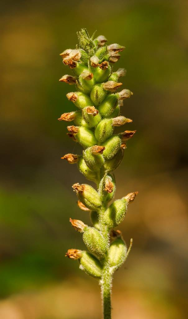 green, hairy buds along green stem arranged in the spike-like form