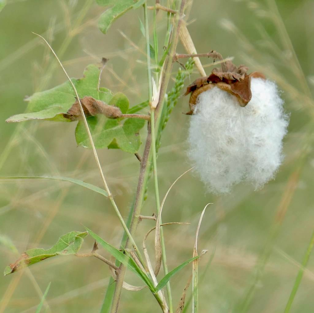 white colored, cotton-like flower with brown sepal woody brown stems and green leaves