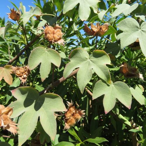 golden brown, cotton-like flowers with golden brown sepals, brown stems, and palmate-shaped green leaves with smooth margins