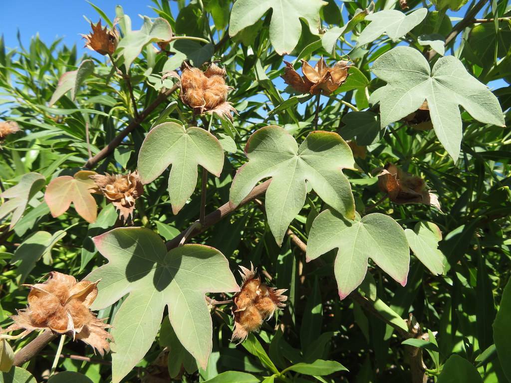 golden brown, cotton-like flowers with golden brown sepals, brown stems, and palmate-shaped green leaves with smooth margins
