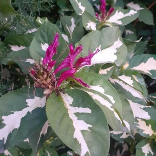 Magenta flower with white hair, orange-green buds, green leaves and white midrib.