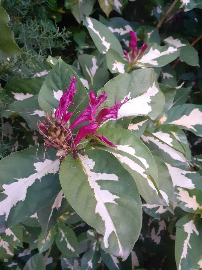 Magenta flower with white hair, orange-green buds, green leaves and white midrib.