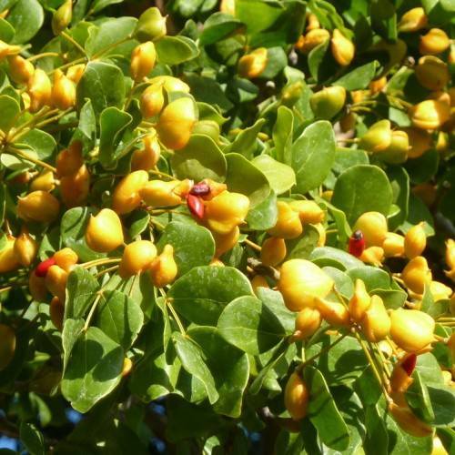 round, smooth, green leaves with yellow fleshy fruits and stems
