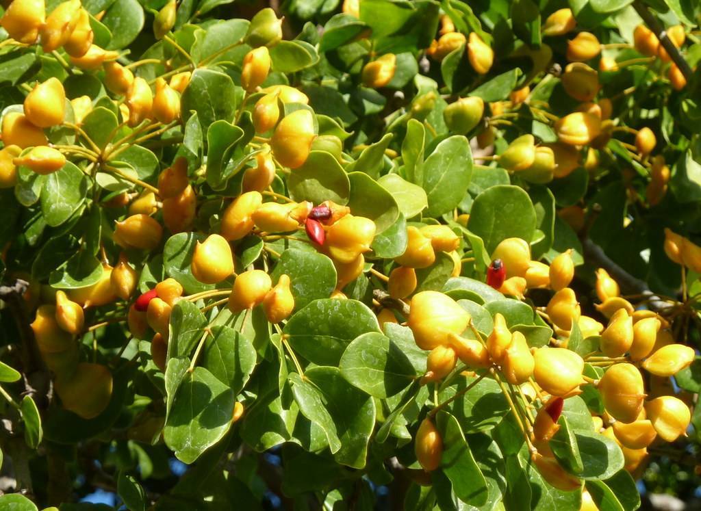 round, smooth, green leaves with yellow fleshy fruits and stems
