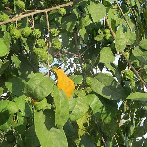 green, rough, round fruits with woody brown stems and oval-shaped green leaves