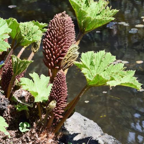 Brown foliage with green leaves, brown stems, lime petiole and midrib.