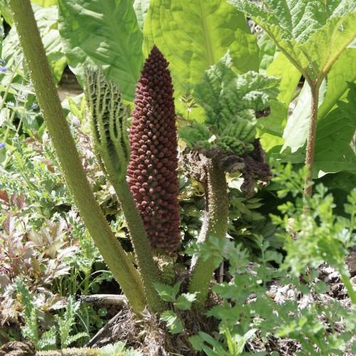 dense, spiky clusters of reddish-brown flowers, large green leaves, and thick green stems