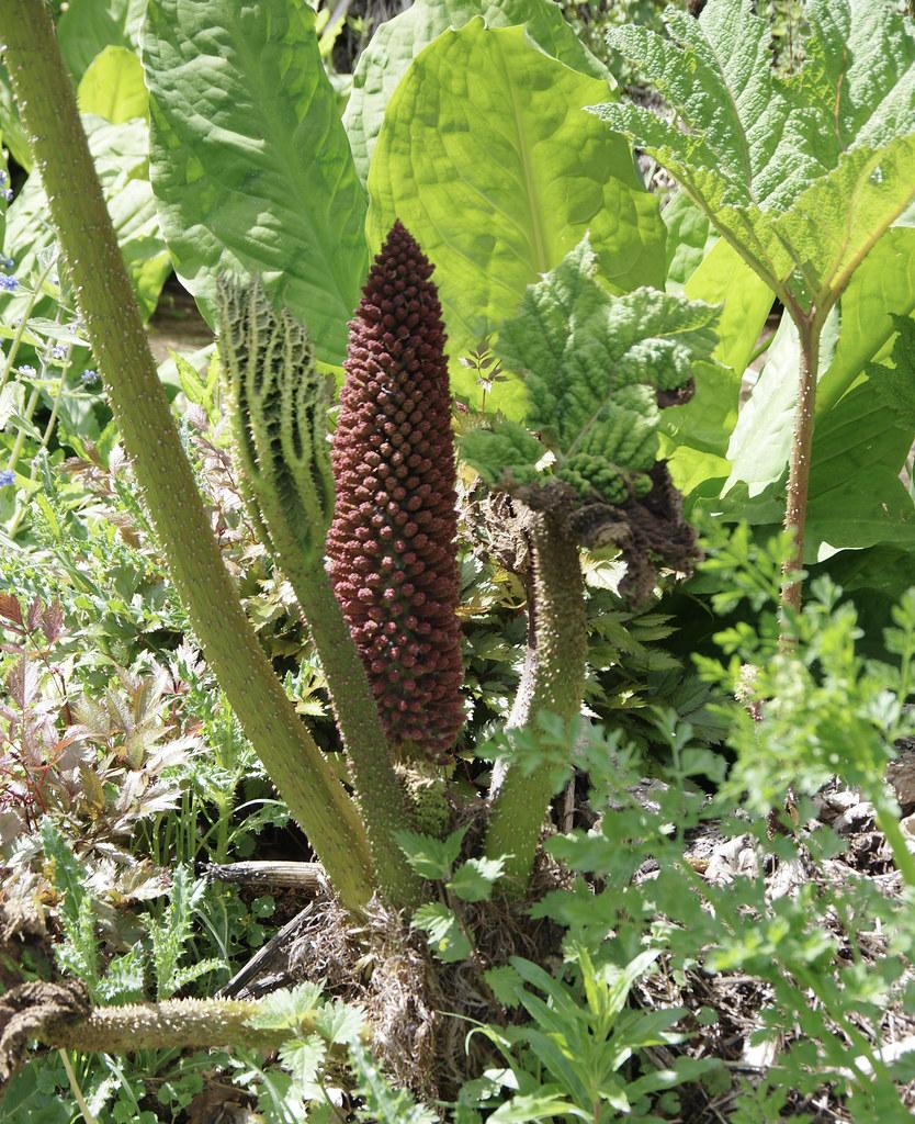 dense, spiky clusters of reddish-brown flowers, large green leaves, and thick green stems