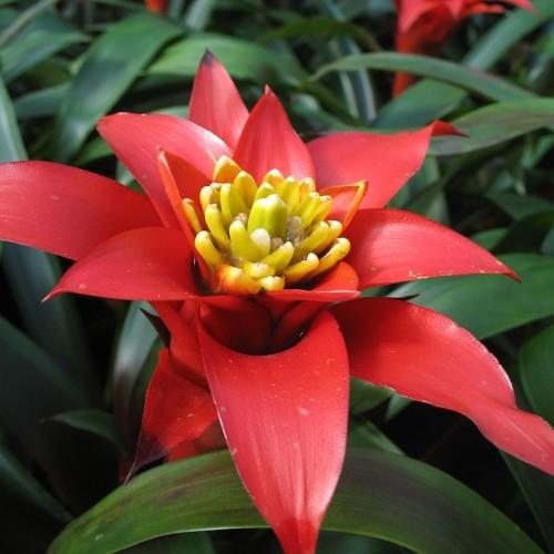 Orange flower with yellow center, yellow stigma, yellow anthers and olive-green leaves