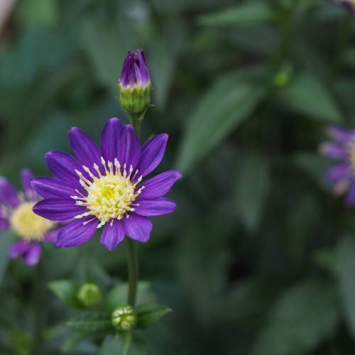 violet flower with creamy-yellow stamens, green sepals, and dark green stem