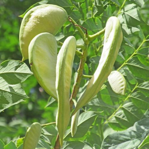 Yellow-green buds with green leaves, light-green petiole and green stems with green pods.