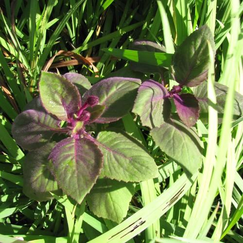 purple buds with purple petiole, purple-green leaves, purple midrib and green-purple blade