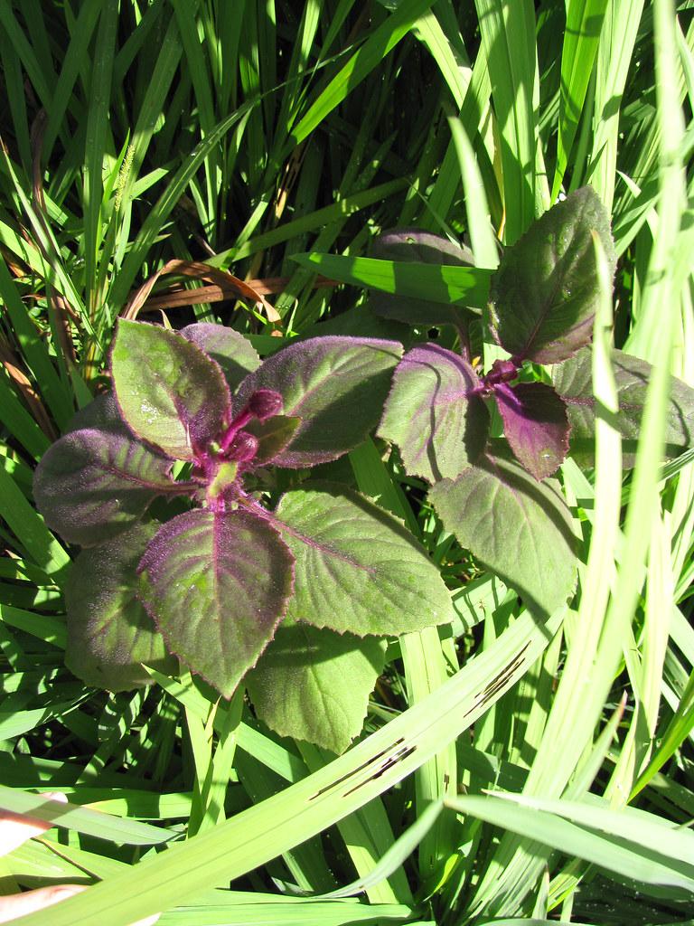 purple buds with purple petiole, purple-green leaves, purple midrib and green-purple blade