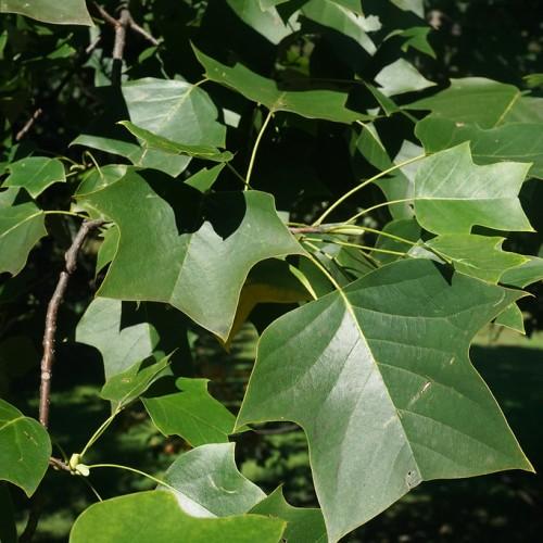 gray-brown twigs with green stems with dark-green leaves with light-green vein.