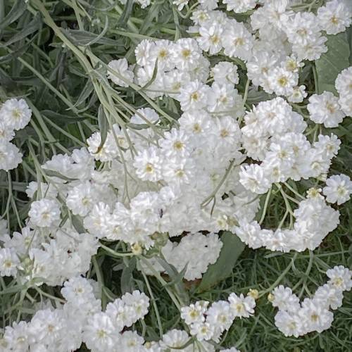 cluster of small white flowers with needle-like gray-green leaves and stems