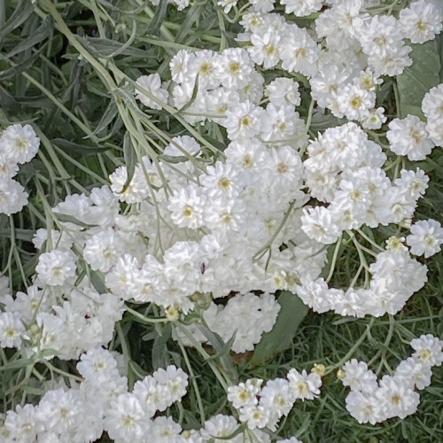 White flowers with yellow center, light-green stems and branches, green-white leaves and white midrib.
