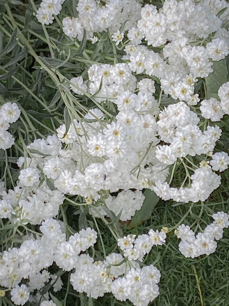 cluster of small white flowers with needle-like gray-green leaves and stems