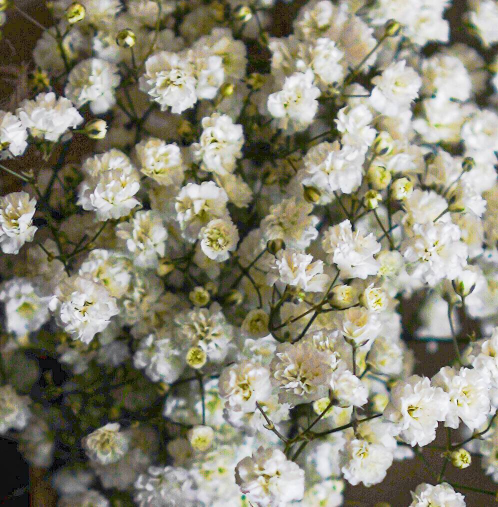 tiny, pale-white, multi-layer flowers with dark green stems