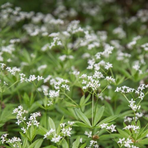 Baby's breath (Gypsophila paniculata 'Viette's Dwarf') with elongated green foliage and small white flowers