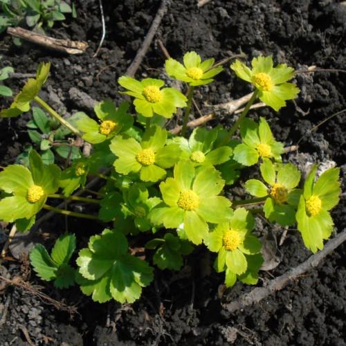 Green flowers with yellow center, yellow stamen, yellow-green stems and light-brown branches,