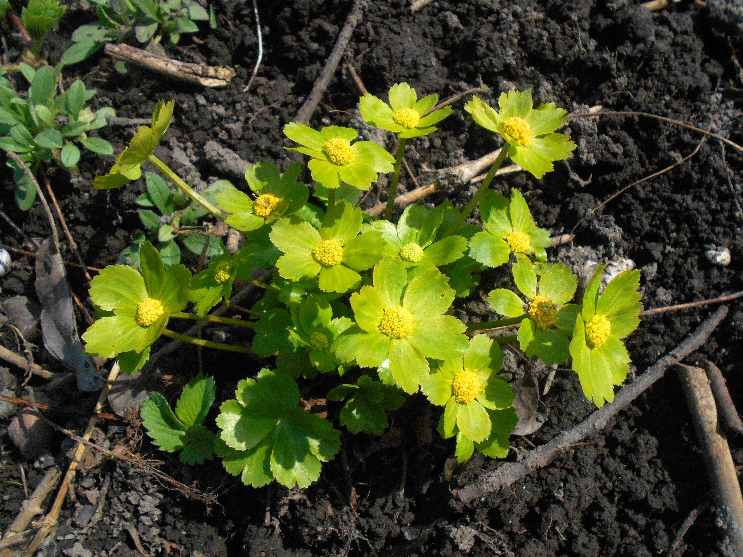 Green flowers with yellow center, yellow stamen, yellow-green stems and light-brown branches,