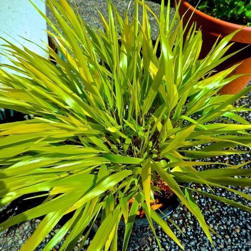 yellow-green, shiny, narrow, spear-like leaves