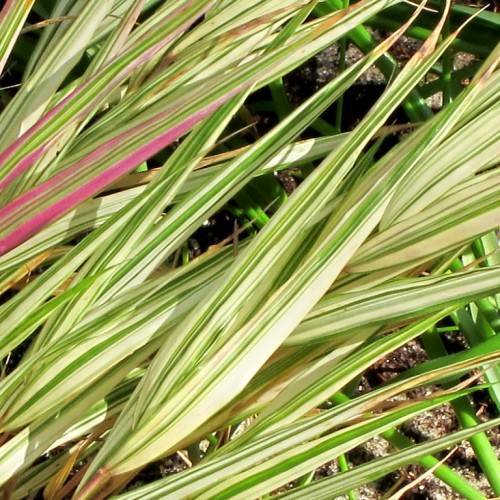 long, narrow, pointy, creamy white leaves with green stripes