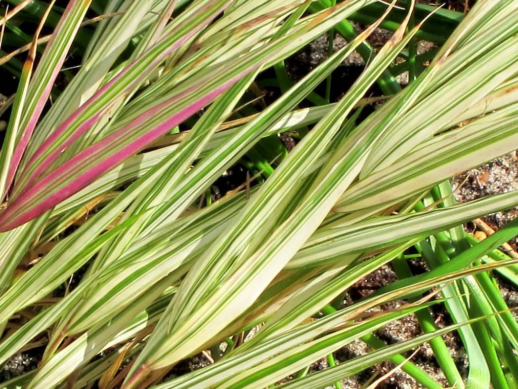 long, narrow, pointy, creamy white leaves with green stripes