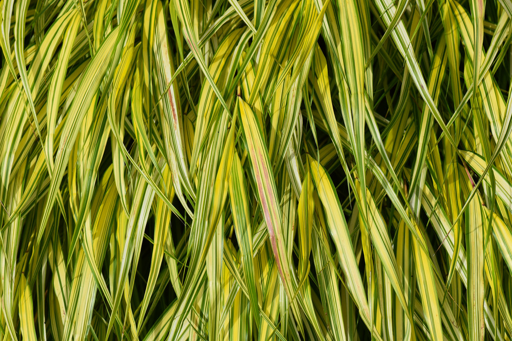 lime-yellow, narrow, spear-like leaves with green strips