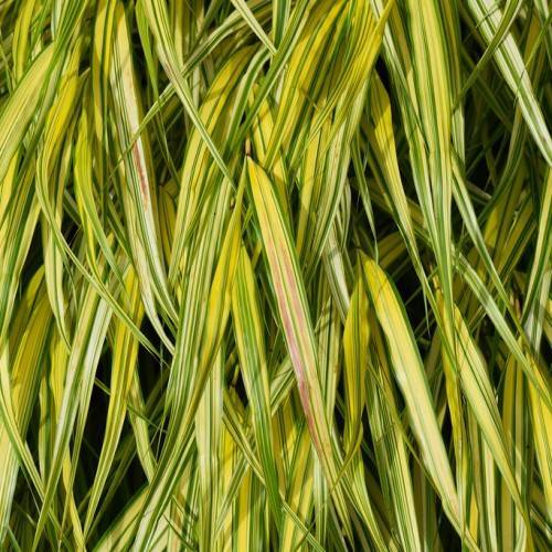 lime-yellow, narrow, spear-like leaves with green strips