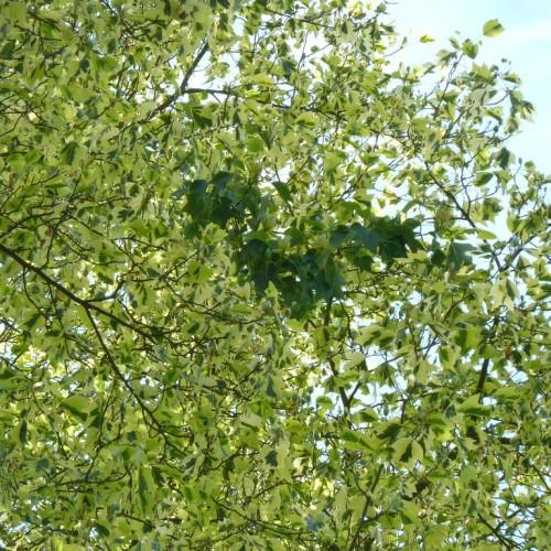 dark-brown branches, with green-white leaves..