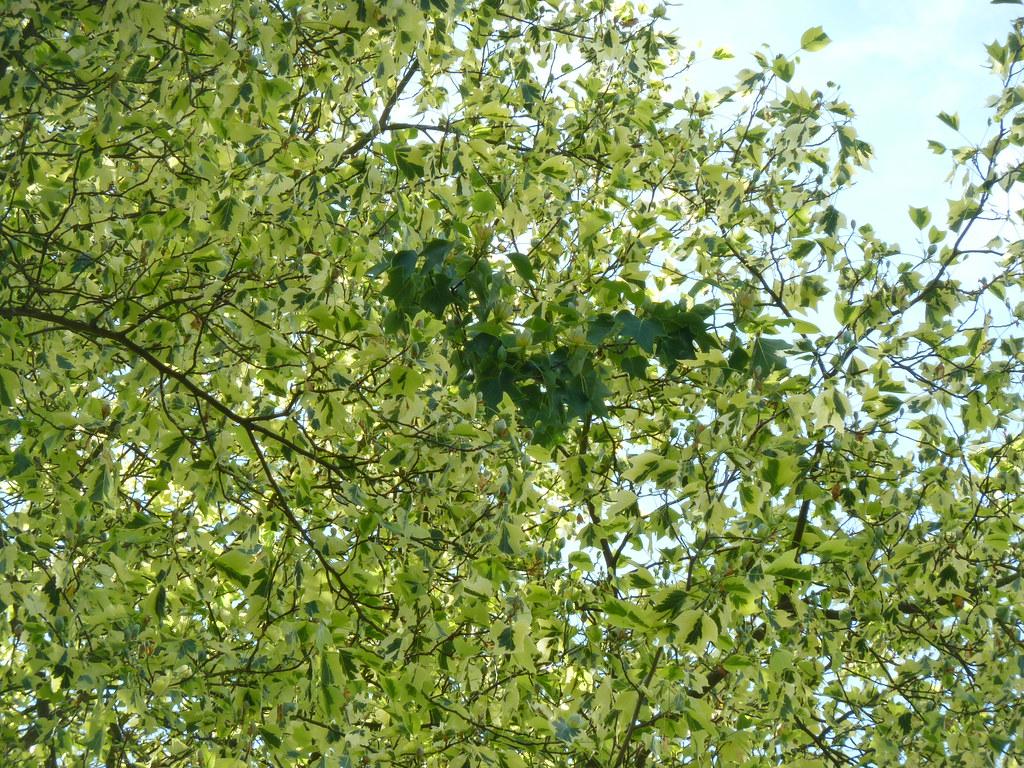  dark-brown branches, with green-white leaves.. 