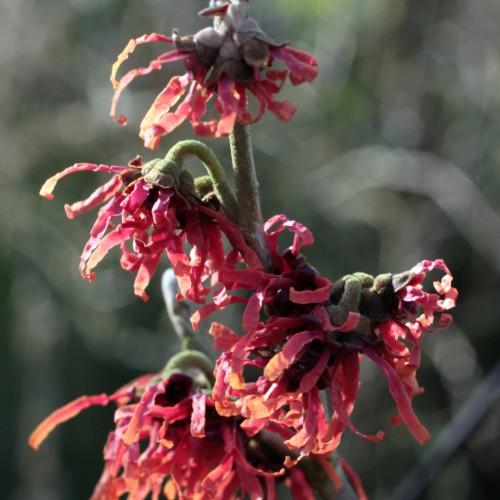 Red flower with green sepal, green petiole and green stems.