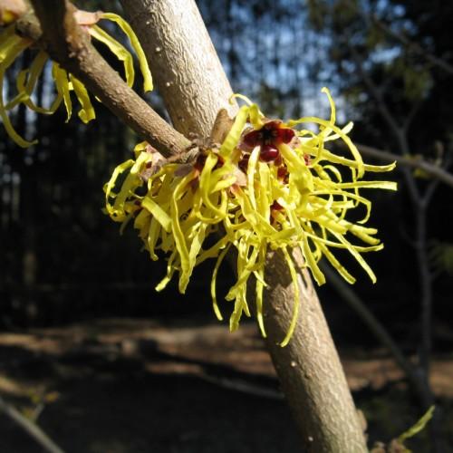 Yellow flower with burgundy center, beige stems and branches.