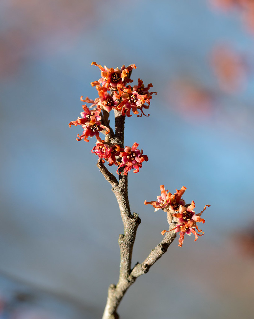 clusters of reddish-orange, small flowers on woody, brown stems