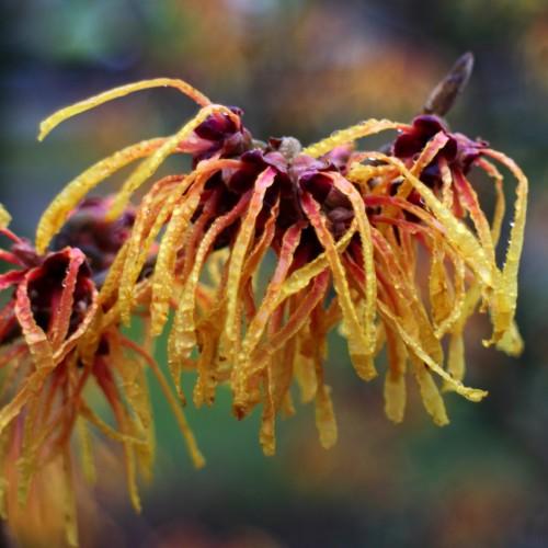 Yellow flowers with burgundy center and brown stems.