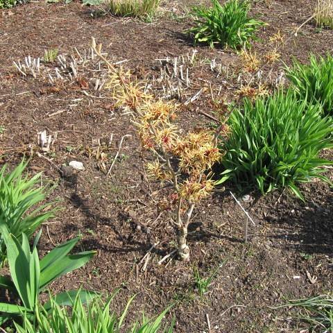 reddish-yellow, spider-like flowers, with woody gray stems