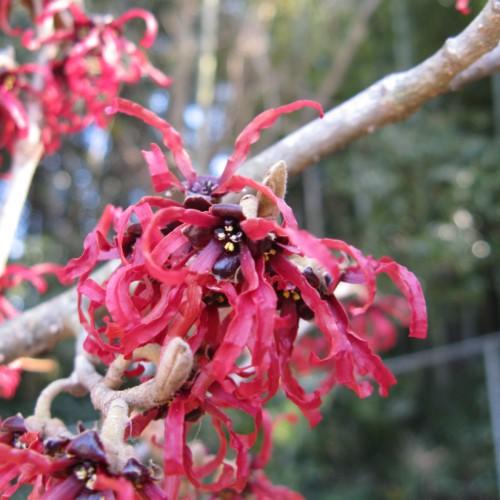 Red flower with burgundy center, yellow anthers, beige stems and branches.