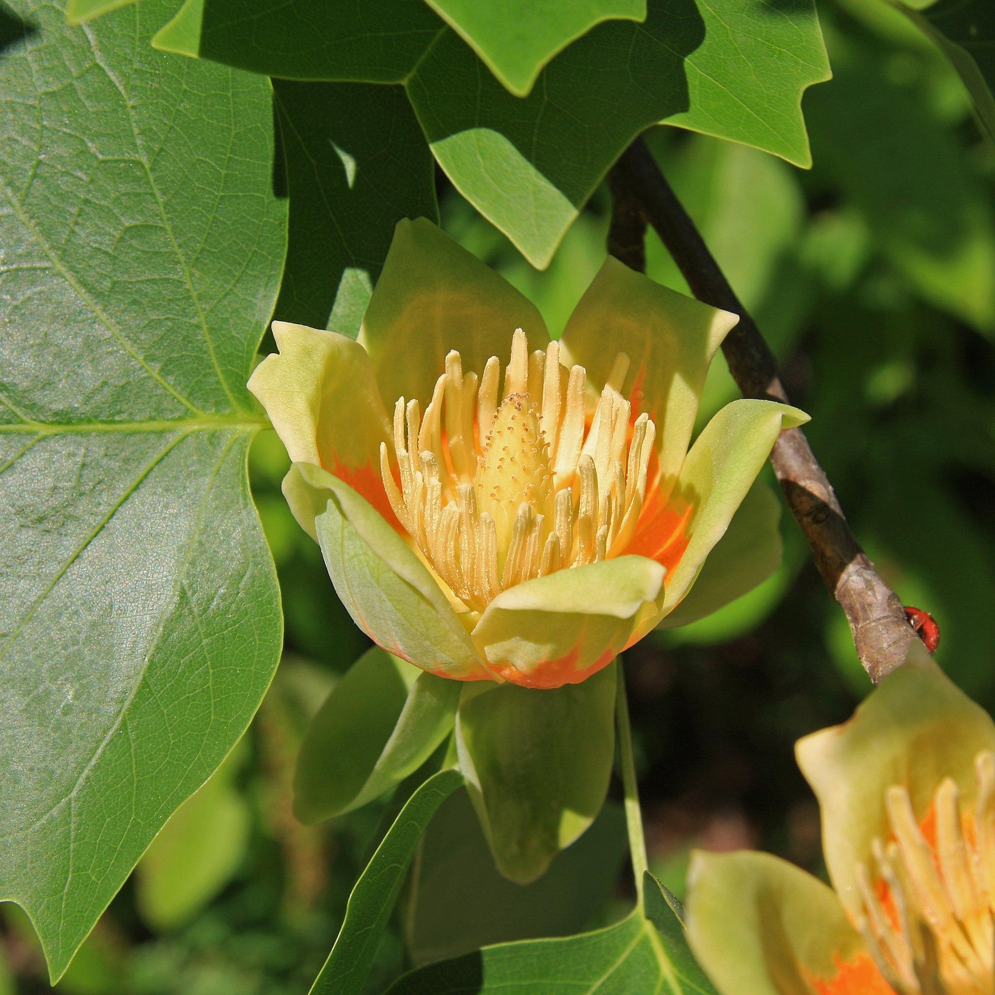 lime-orange flowers with yellow stamens, green leaves and brown branches