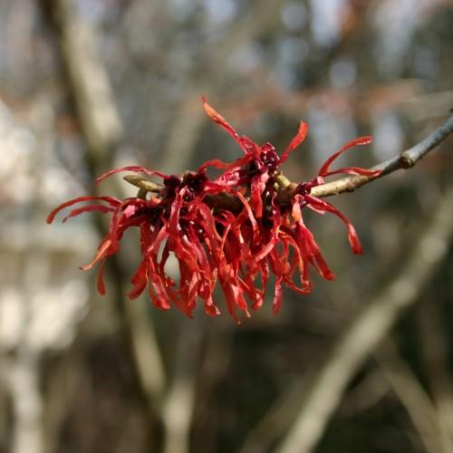 Red flowers with burgundy center, yellow anthers and light-brown stems.