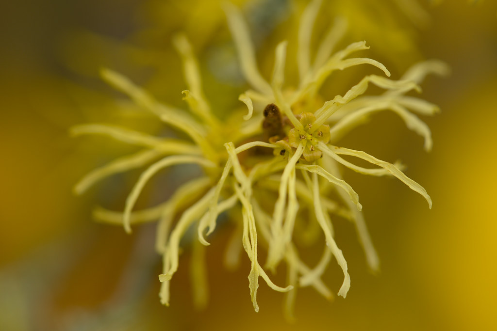 cream to yellow flowers with narrow, needle-like, long petals