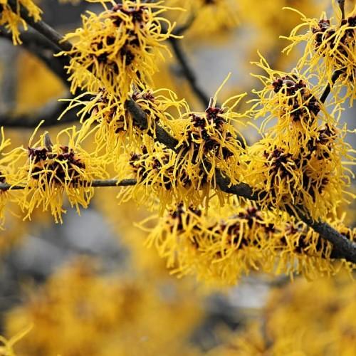 Yellow flowers with burgundy center, yellow anthers and black stems.