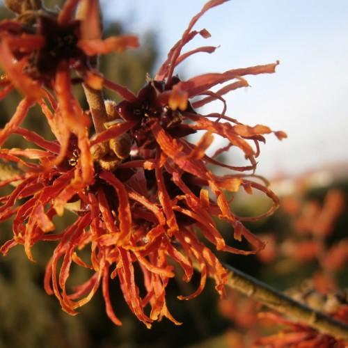 Red flower with burgundy center, yellow anthers and brown stems.