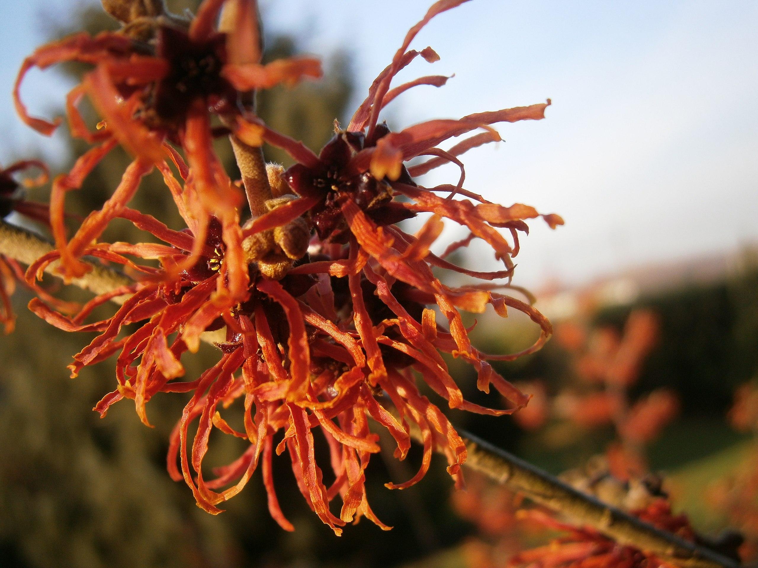 Red flower with burgundy center, yellow anthers and brown stems.