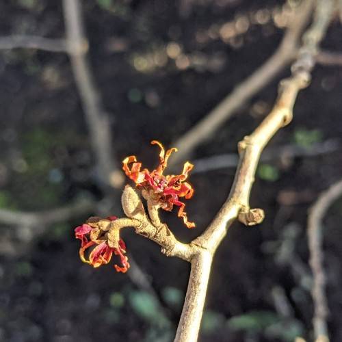 reddish-yellow, small flowers with woody, brown stem