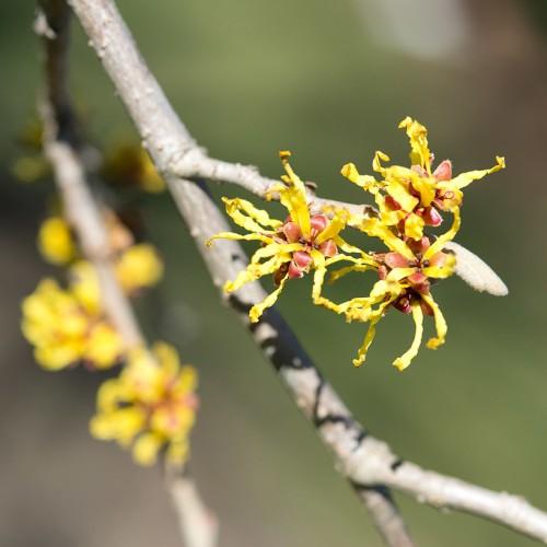 Yellow flower with maroon-brown center, yellow anthers and light-brown stems.
