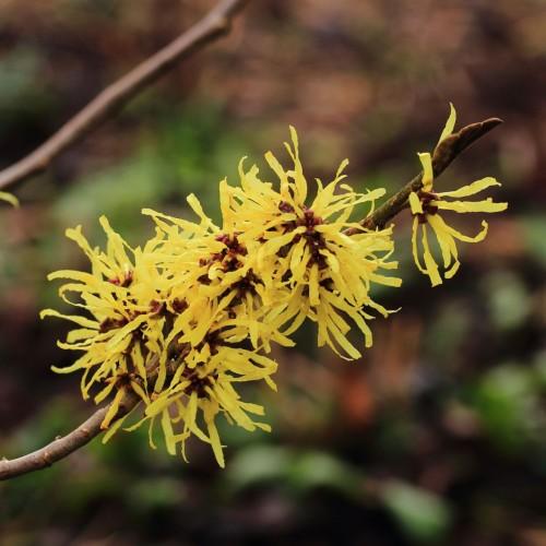 yellow flowers with burgundy center and brown branches
