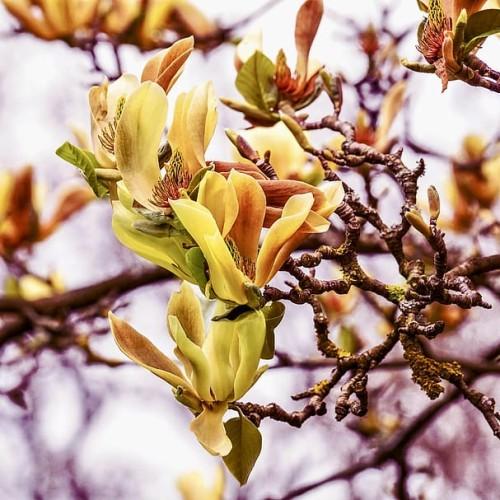 yellow-brown flowers with burgundy branches