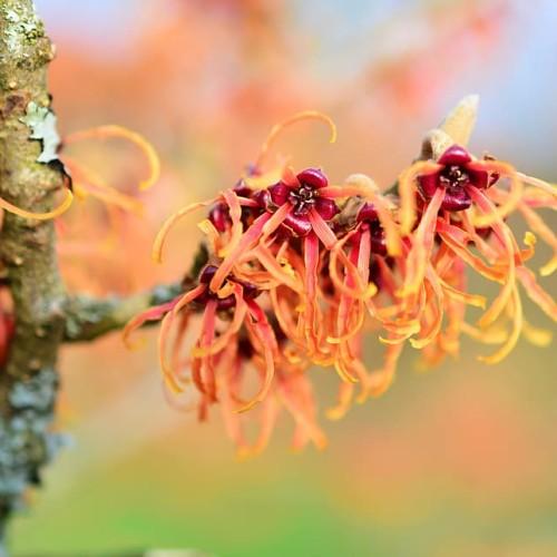 Yellow-orange flower with burgundy center yellow anthers and green stems